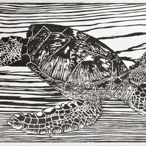 Green Sea Turtle.jpg